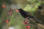 Kos černý (Turdus merula)