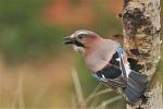Sojka obecná (Garrulus glandarius)