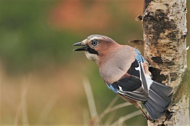 Sojka obecná (Garrulus glandarius)