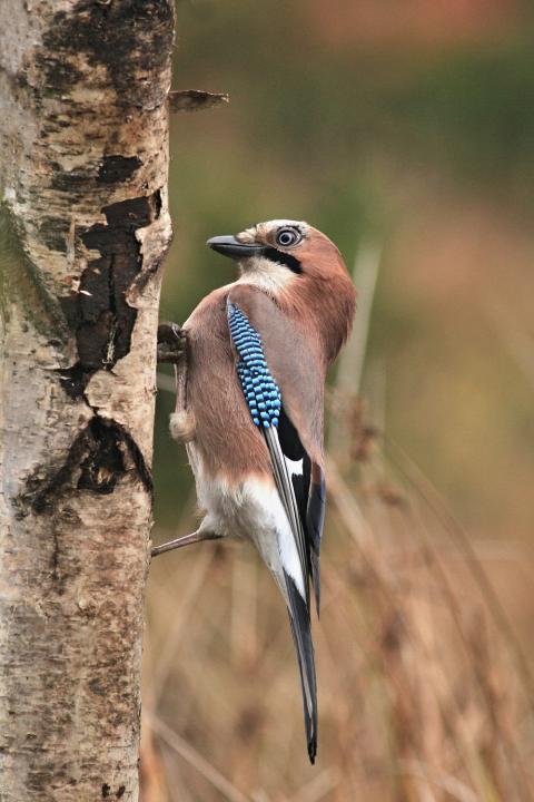 Sojka obecná (Garrulus glandarius)