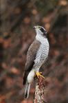 Jestřáb lesní (Accipiter gentilis)