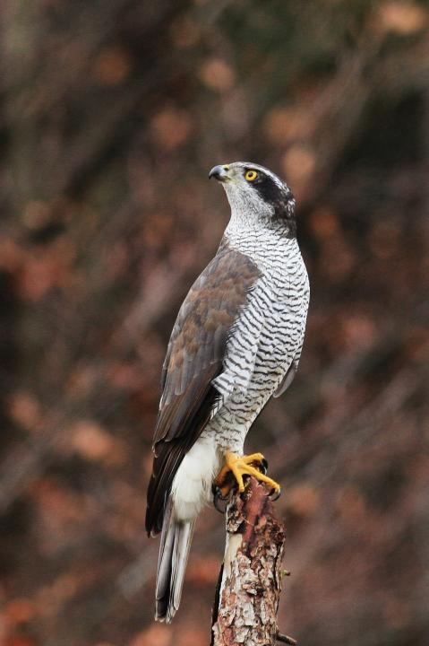 Jestřáb lesní (Accipiter gentilis)