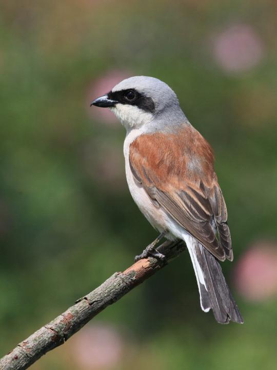 Ťuhýk obecný (Lanius collurio)