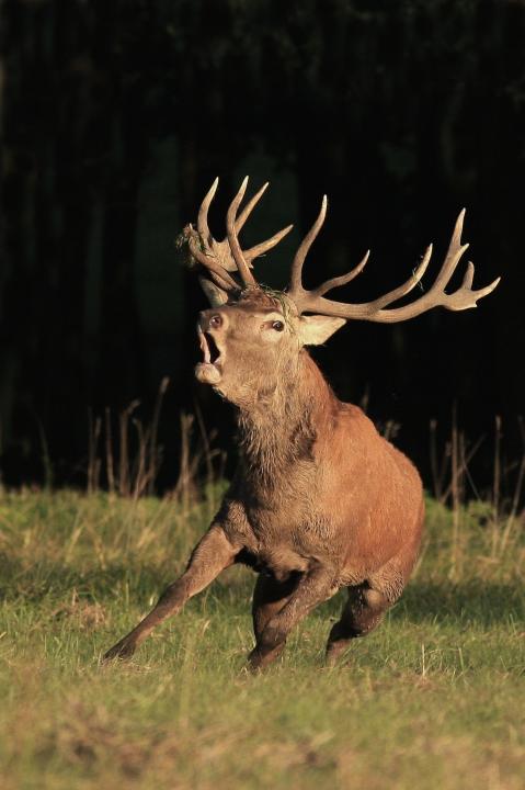 Jelen lesní (Cervus elaphus)