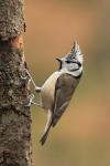 Sýkora parukářka (Parus cristatus)
