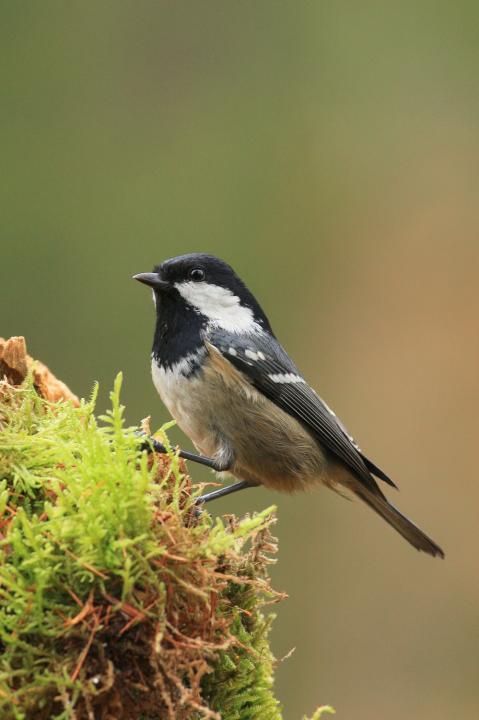 Sýkora koňadra (Parus major)
