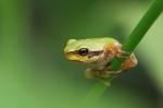 Green tree frog (Arbor viridis ranae)