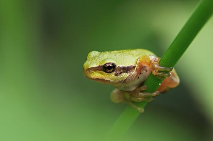 Green tree frog (Arbor viridis ranae)