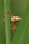 Green tree frog (Arbor viridis ranae)