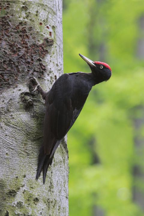 Datel černý (Dryocopus martius)
