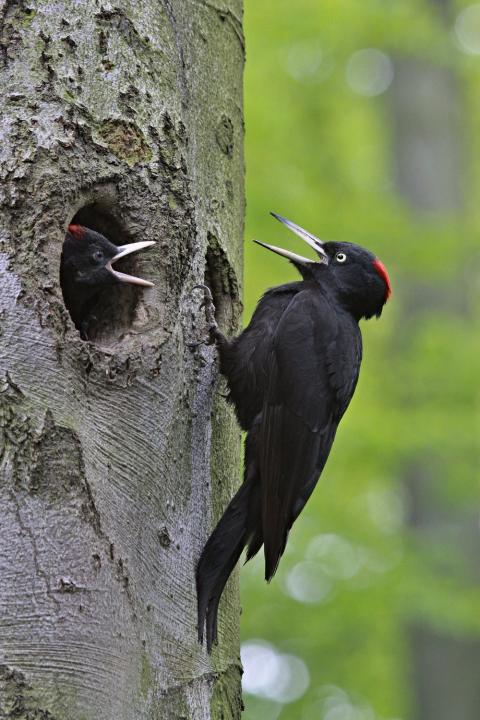 Datel černý (Dryocopus martius)