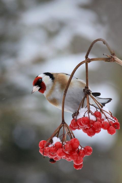 Stehlík obecný (Carduelis carduelis)
