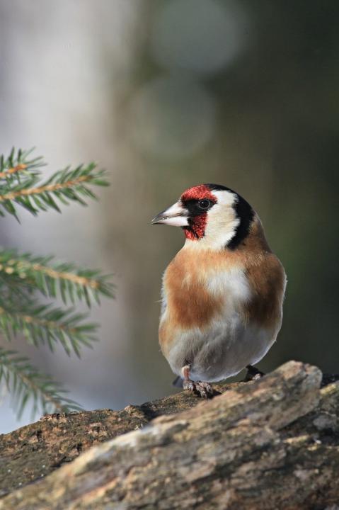 Stehlík obecný (Carduelis carduelis)