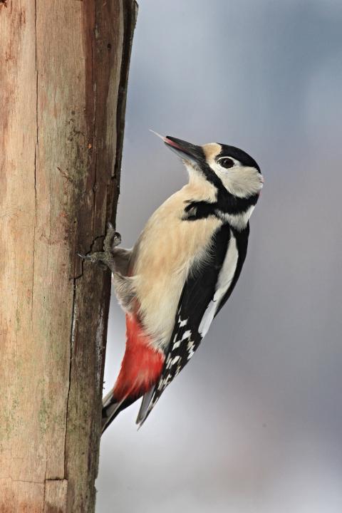 Strakapoud velký (Dendrocopos major)