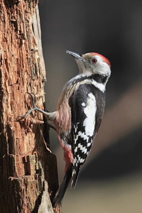Strakapoud prostřední (Dendrocopos medius)
