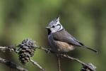 Sýkora parukářka (Parus cristatus)