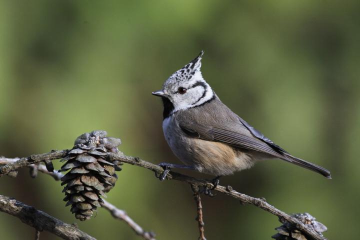 Sýkora parukářka (Parus cristatus)