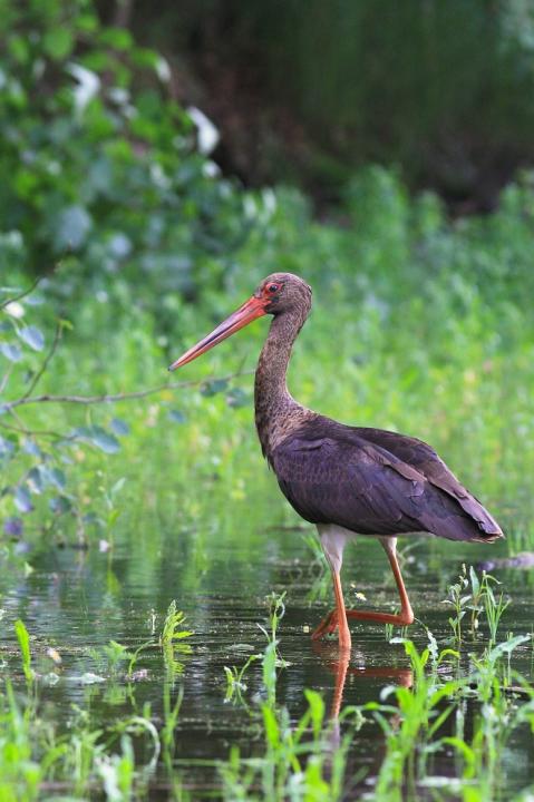 Čáp černý (Ciconia nigra)