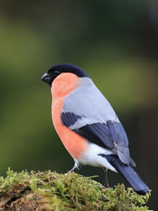 Hýl obecný (Pyrrhula pyrrhula)