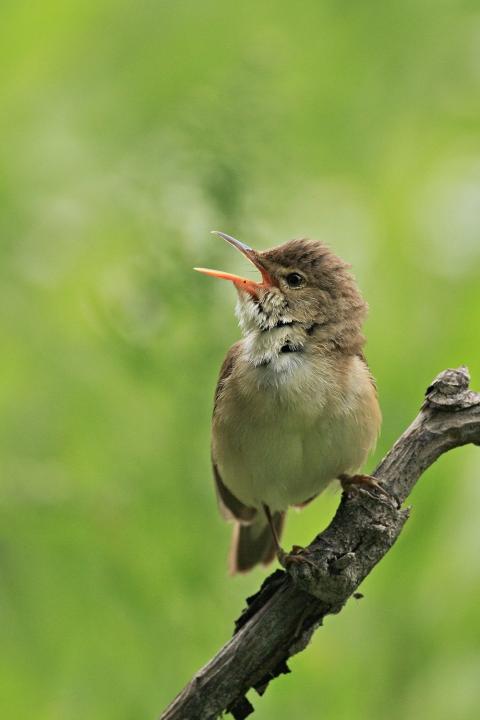 Rákosník velký (Acrocephalus arundinaceus)