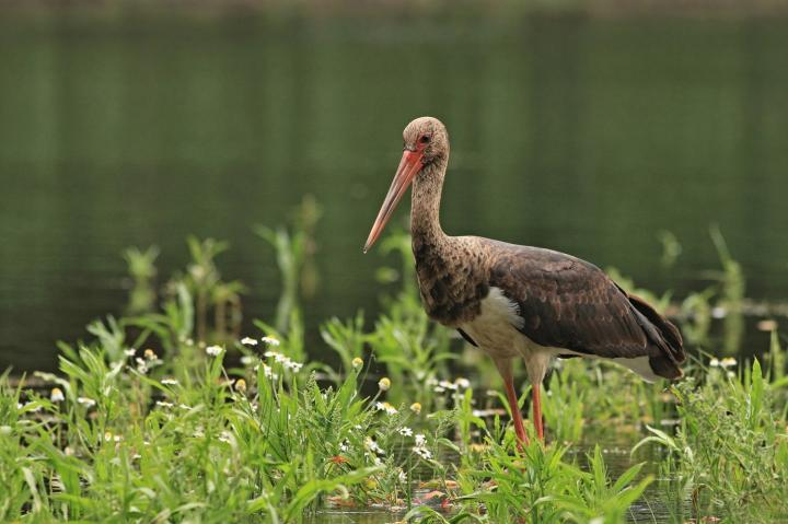 Čáp černý (Ciconia nigra)