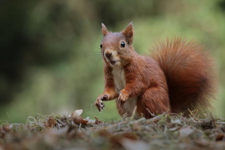 Veverka obecná (Sciurus vulgaris)