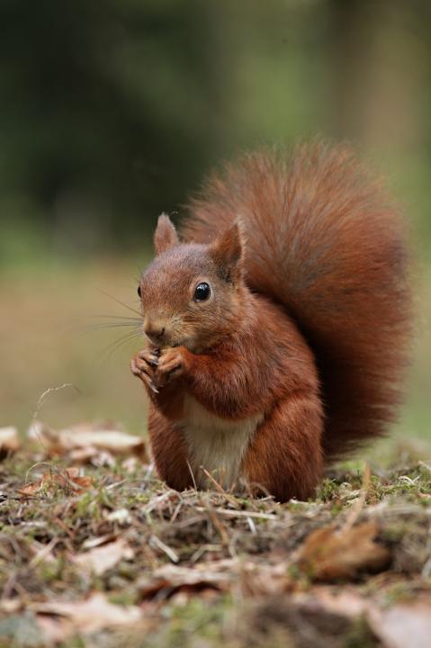 Veverka obecná (Sciurus vulgaris)