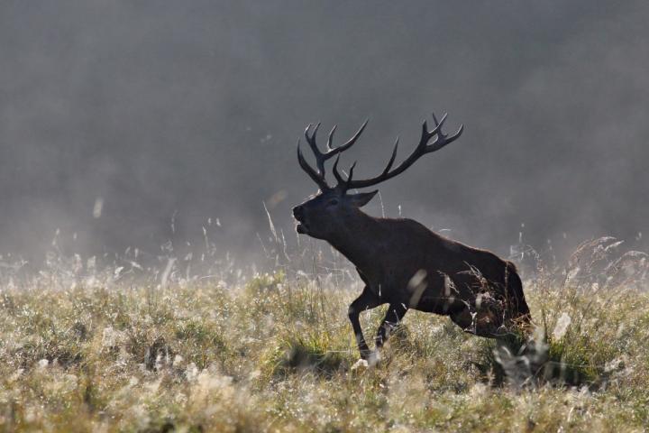 Jelen lesní (Cervus elaphus)