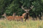 Jelen lesní (Cervus elaphus)