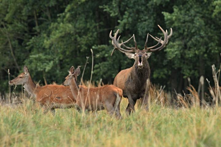 Jelen lesní (Cervus elaphus)