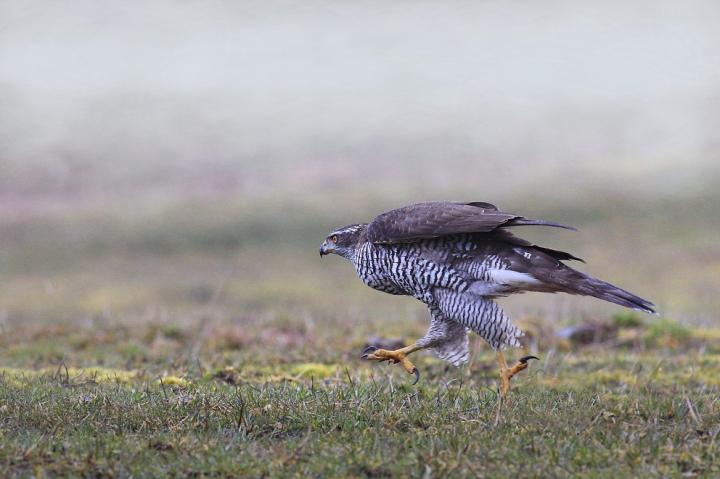 Jestřáb lesní (Accipiter gentilis)