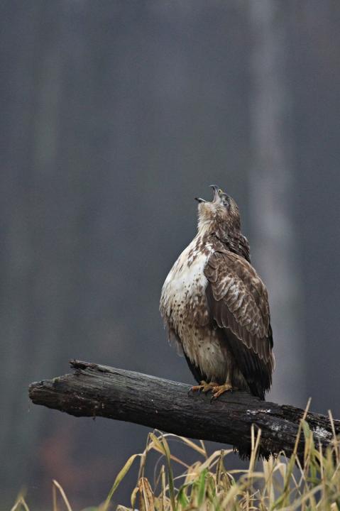 Káně lesní (Buteo buteo)