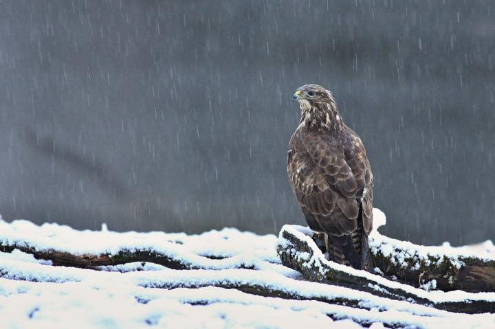 Káně lesní (Buteo buteo)