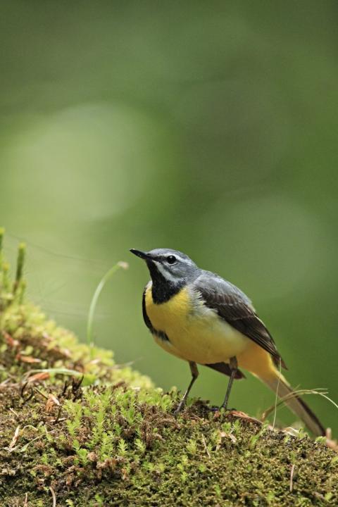 Konipas horský (Motacilla cinerea)