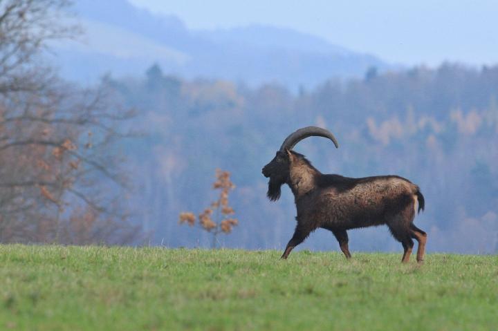 Koza bezoárová (Capra aegagrus)