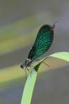 Motýlice obecná (Calopteryx virgo)