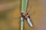 Flat dragonfly (Libellula depressa)