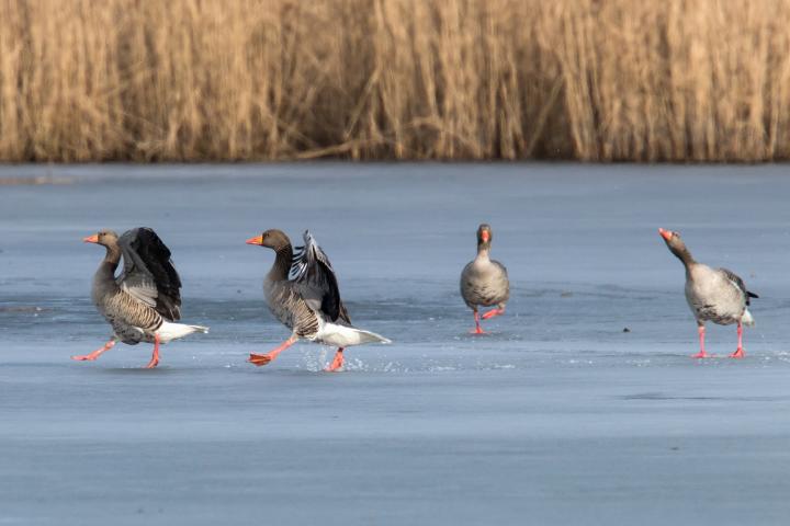 Husa velká (Anser anser)