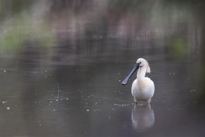 Kolpík bílý (Platalea leucorodia)