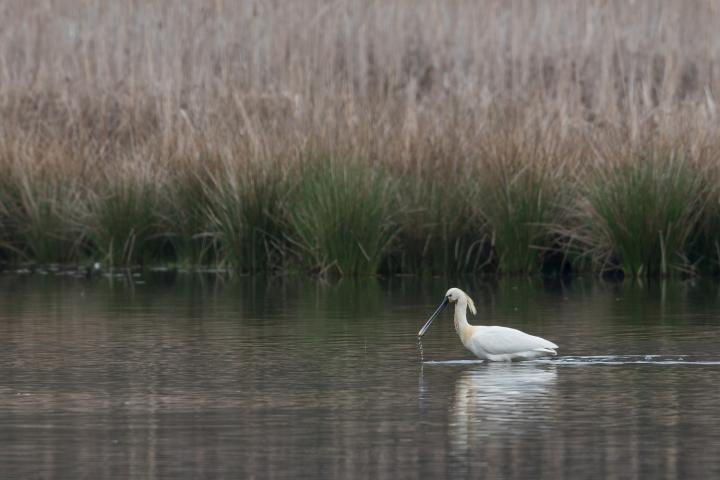 Kolpík bílý (Platalea leucorodia)