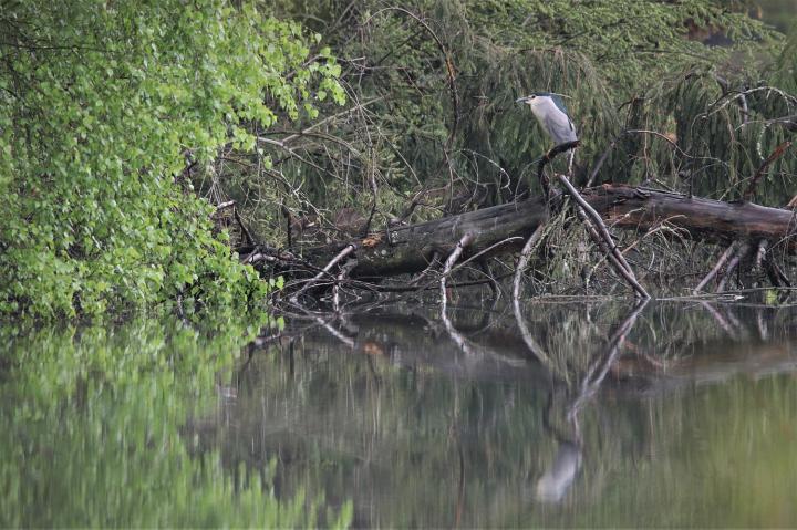  Kvakoš noční ( Nycticorax nycticorax)