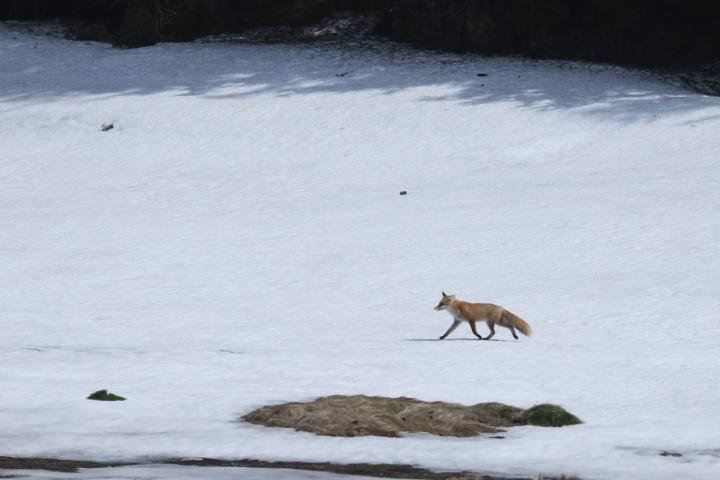  Liška obecná ( Vulpes Vulpes)