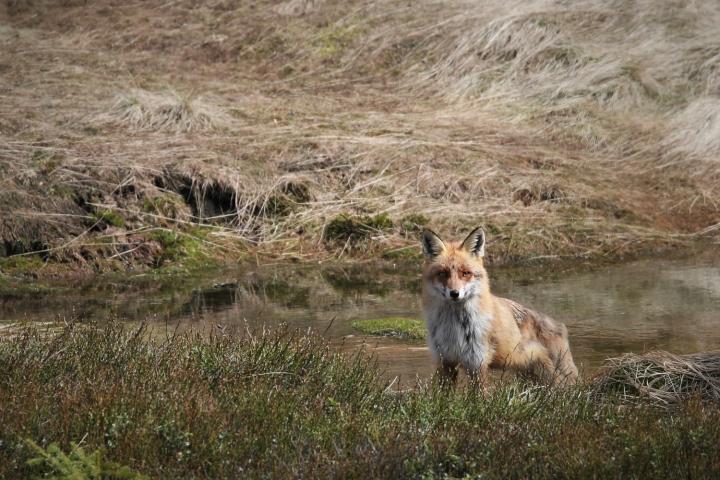  Liška obecná ( Vulpes Vulpes)