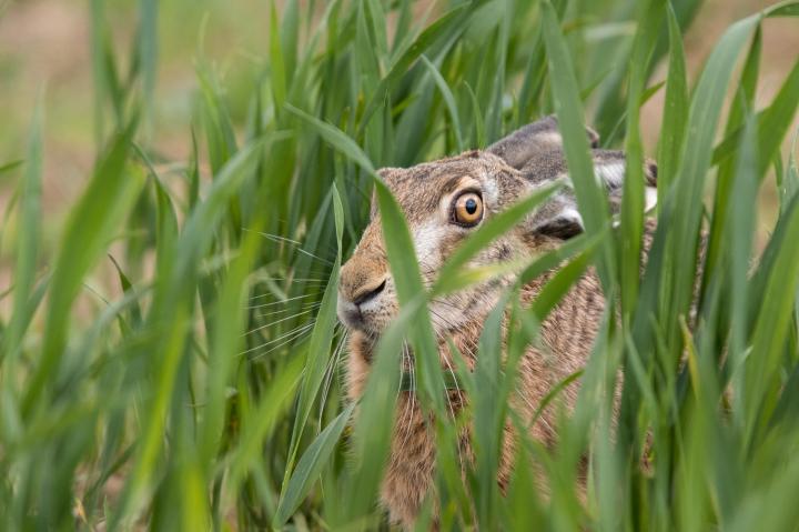 Zajíc polní  (Lepus europaeus)