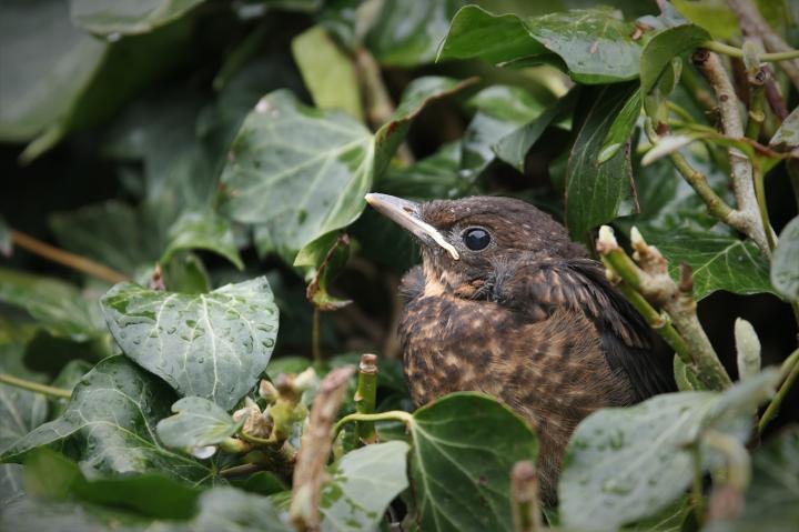 Kos černý (Turdus merula)