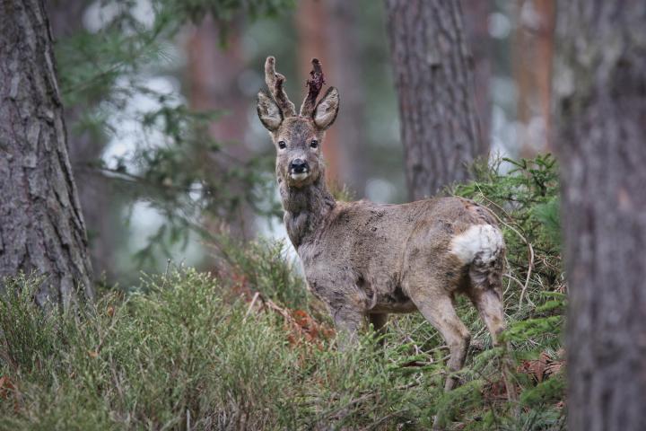  Srnec obecný ( Capreolus capreolus )
