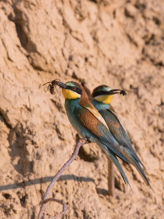 Vlha pestrá (Merops apiaster)