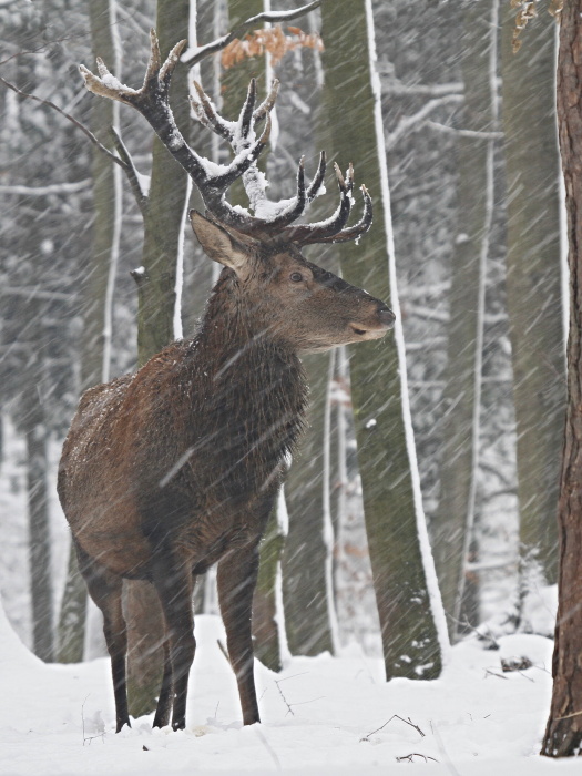 Jelen lesní (Cervus elaphus)