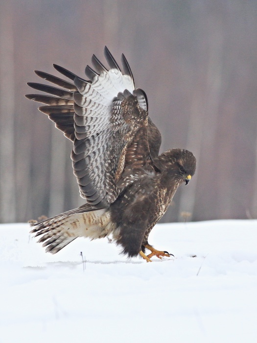 Káně lesní (Buteo buteo)