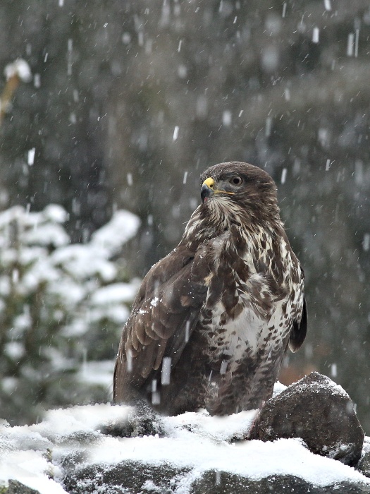 Káně lesní (Buteo buteo)